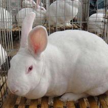 新西兰兔新西兰肉兔包教技术包回收送笼具