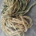 雪里红梅干菜