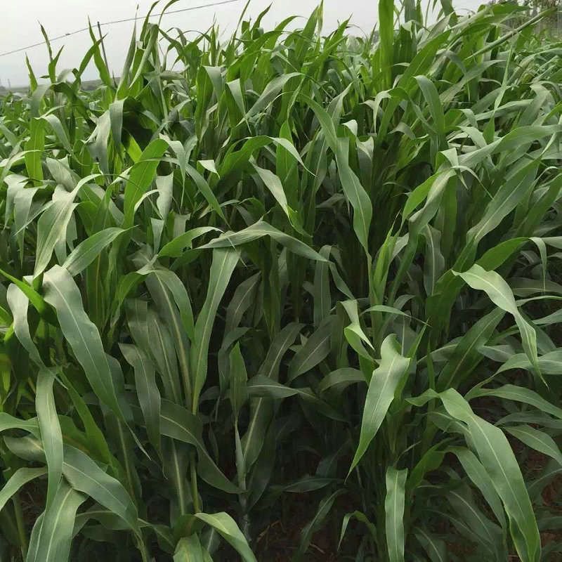 高丹草种子养鱼牛羊专用牧草品种原装特高产种子