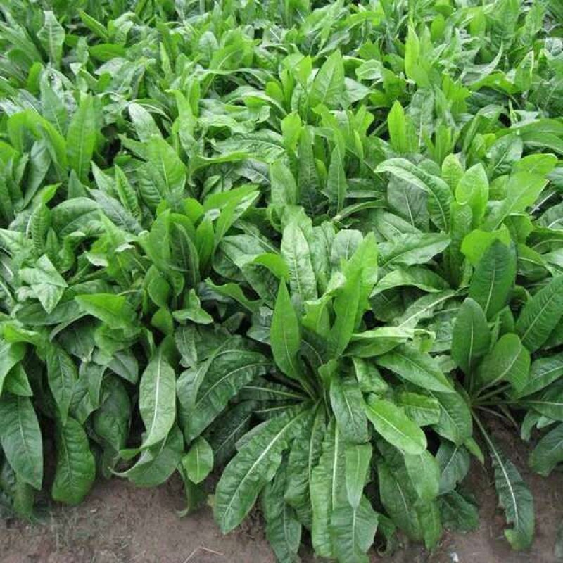 菊苣种子四季常青将军菊巨牧草种子鸡鹅鸭饲用牧草种子