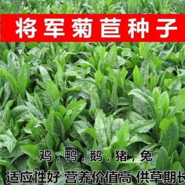 菊苣种子四季常青将军菊巨牧草种子鸡鹅鸭饲用牧草种子