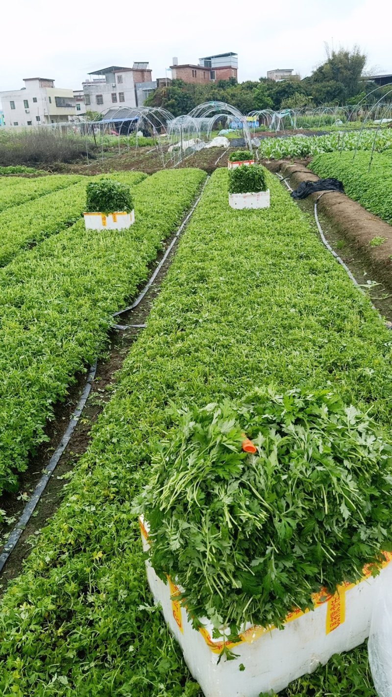 新鲜艾草叶、食用艾叶、艾果，青团，艾糍，支持一件代发！