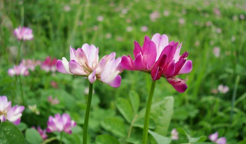 紫云英种子果园绿肥牧草种子亩用量4斤种子