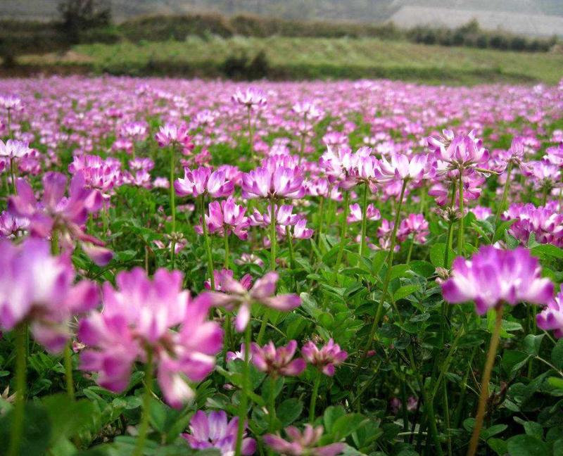 紫云英种子果园绿肥牧草种子亩用量4斤种子