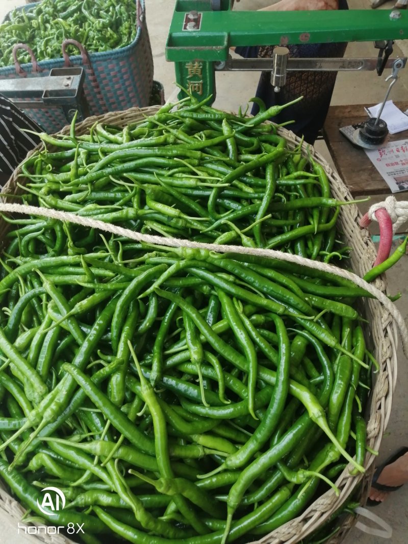 广西灵山螺丝线辣椒，可视频看货，产地直供