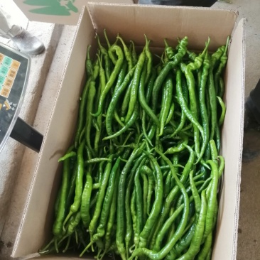 广西灵山螺丝线辣椒，可视频看货，产地直供
