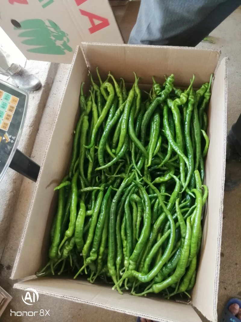 广西灵山螺丝线辣椒，可视频看货，产地直供