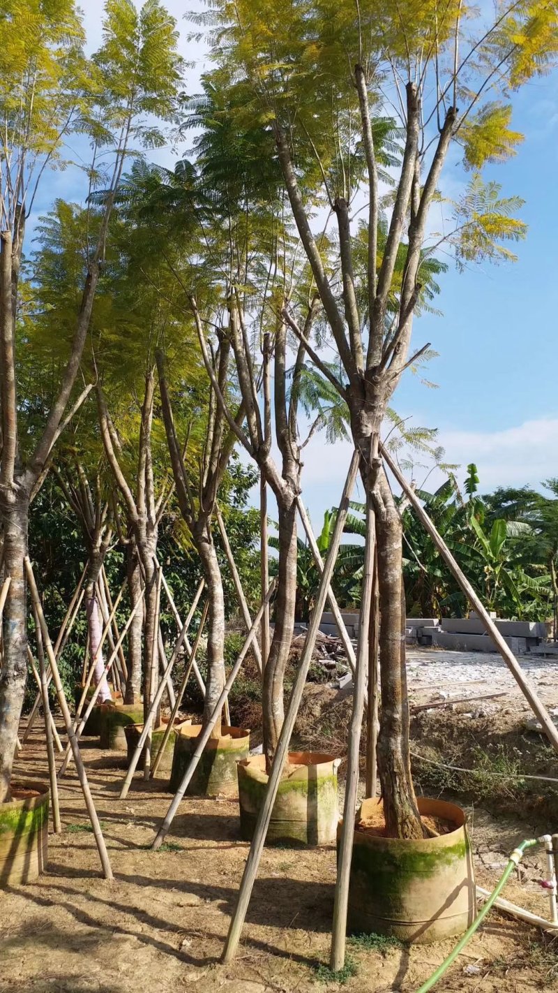 蓝花楹（广东普宁蓝花楹批发商）（蓝花楹供应商）