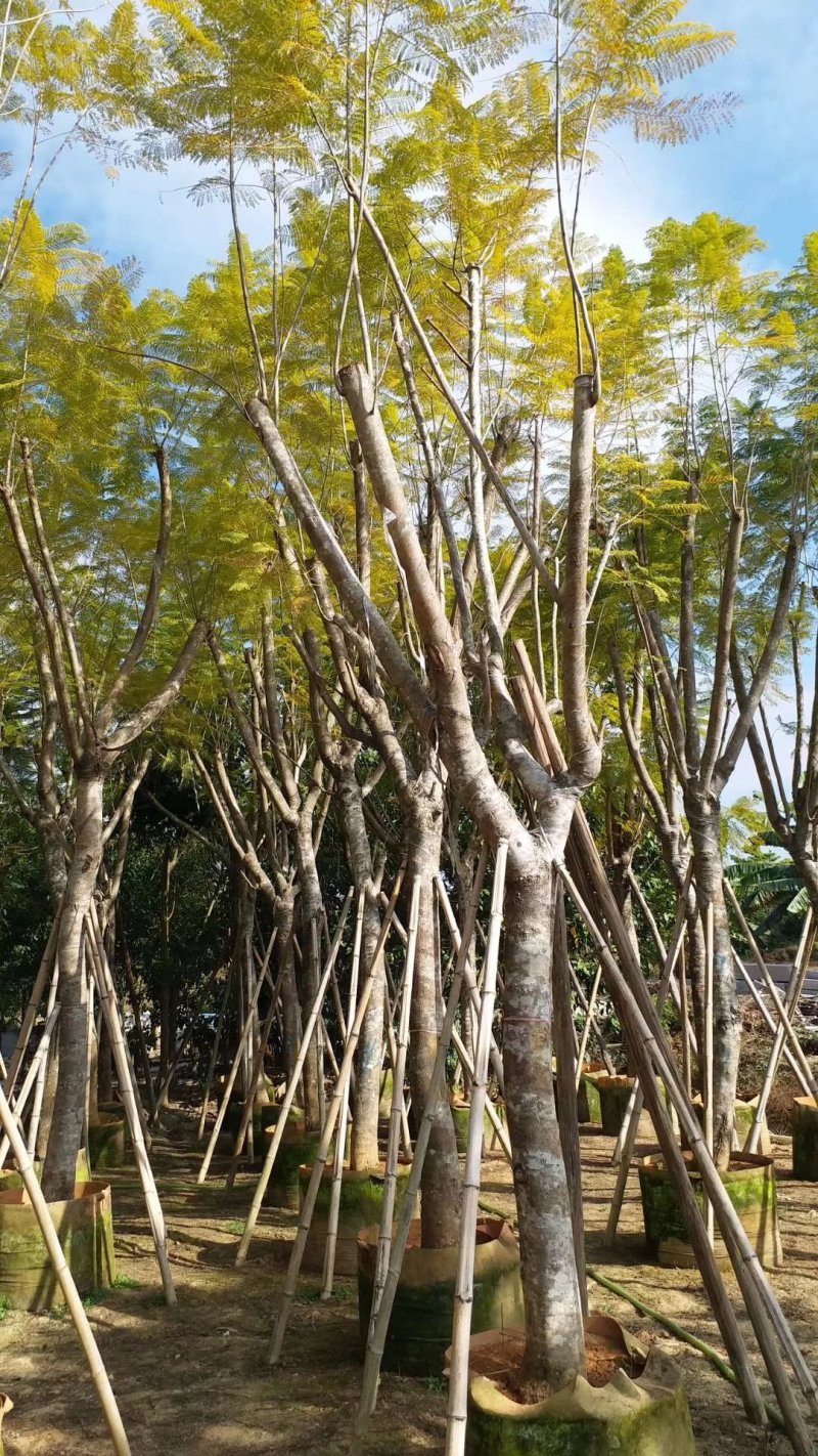 蓝花楹（广东普宁蓝花楹批发商）（蓝花楹供应商）
