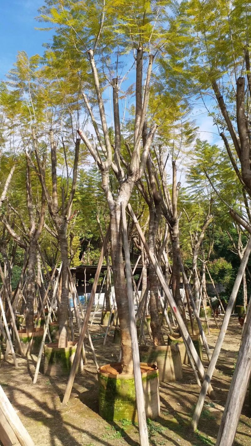 蓝花楹（广东普宁蓝花楹批发商）（蓝花楹供应商）