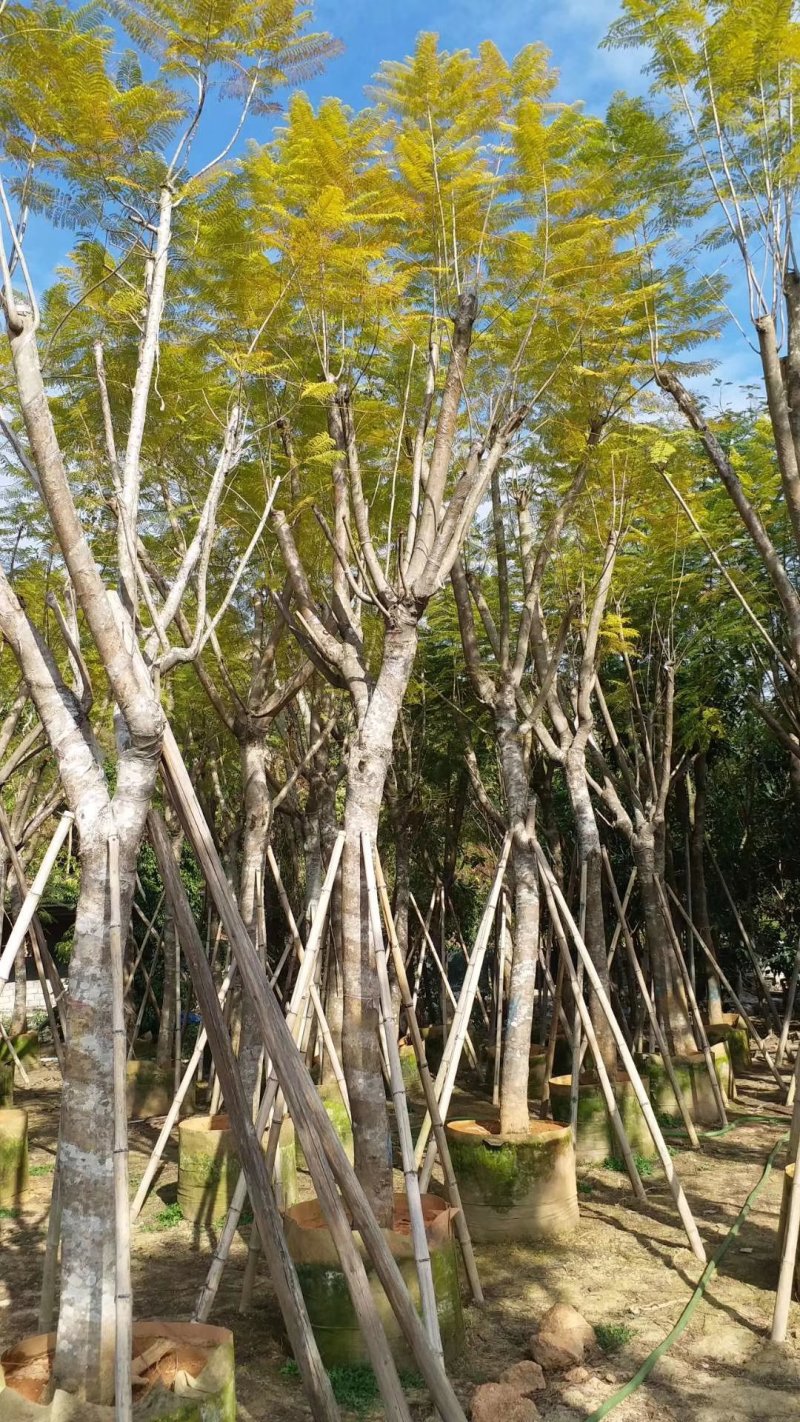 蓝花楹（广东普宁蓝花楹批发商）（蓝花楹供应商）