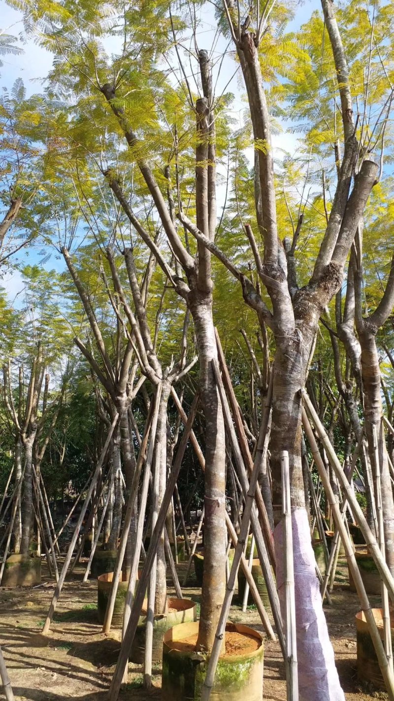 蓝花楹（广东普宁蓝花楹批发商）（蓝花楹供应商）