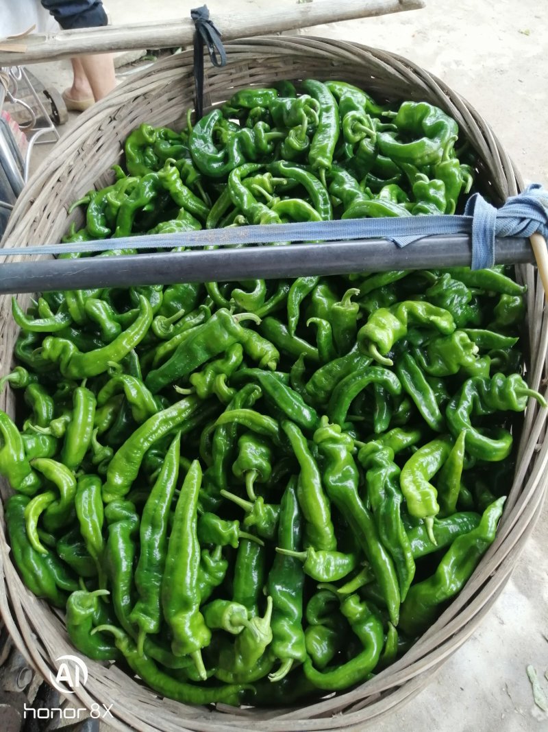 广西灵山大螺丝椒，个头大，色泽好