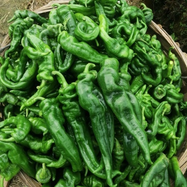 广西灵山大螺丝椒，个头大，色泽好