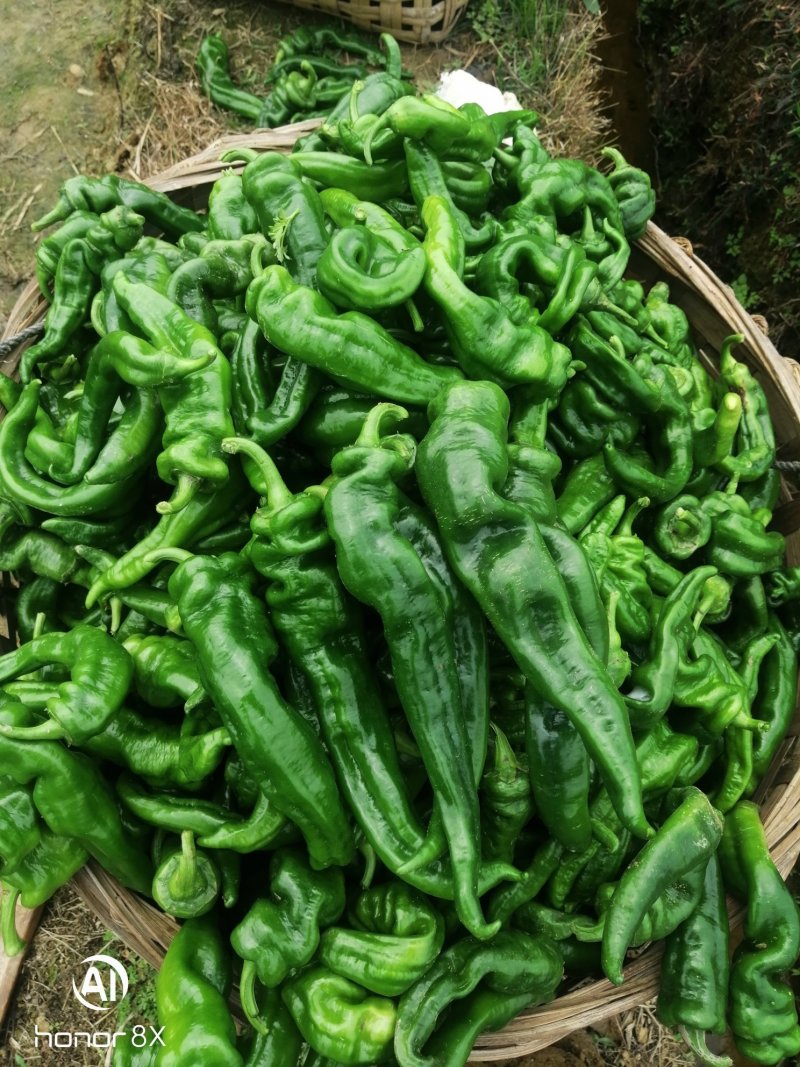 广西灵山大螺丝椒，个头大，色泽好