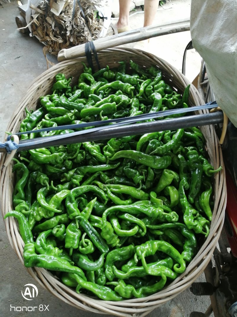 广西灵山大螺丝椒，个头大，色泽好