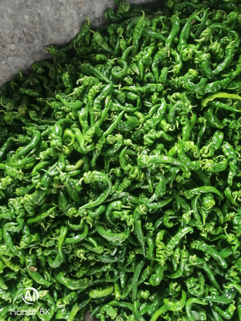 广西灵山大螺丝椒，个头大，色泽好