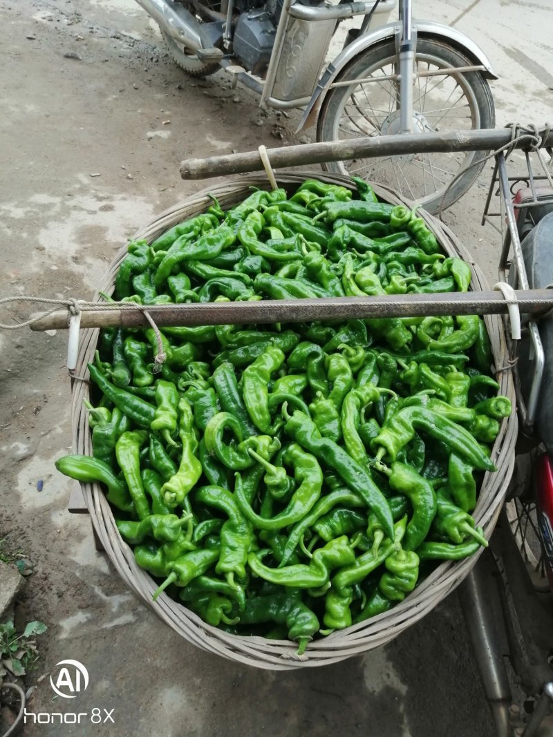 广西灵山大螺丝椒，个头大，色泽好