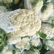 精品有机松花菜白面青梗产地直供质优价廉大量供应