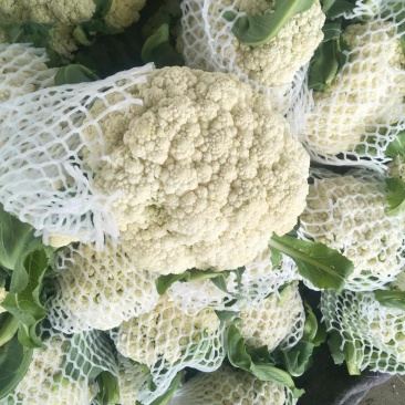 精品有机松花菜白面青梗产地直供质优价廉大量供应