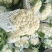 精品有机松花菜白面青梗产地直供质优价廉大量供应