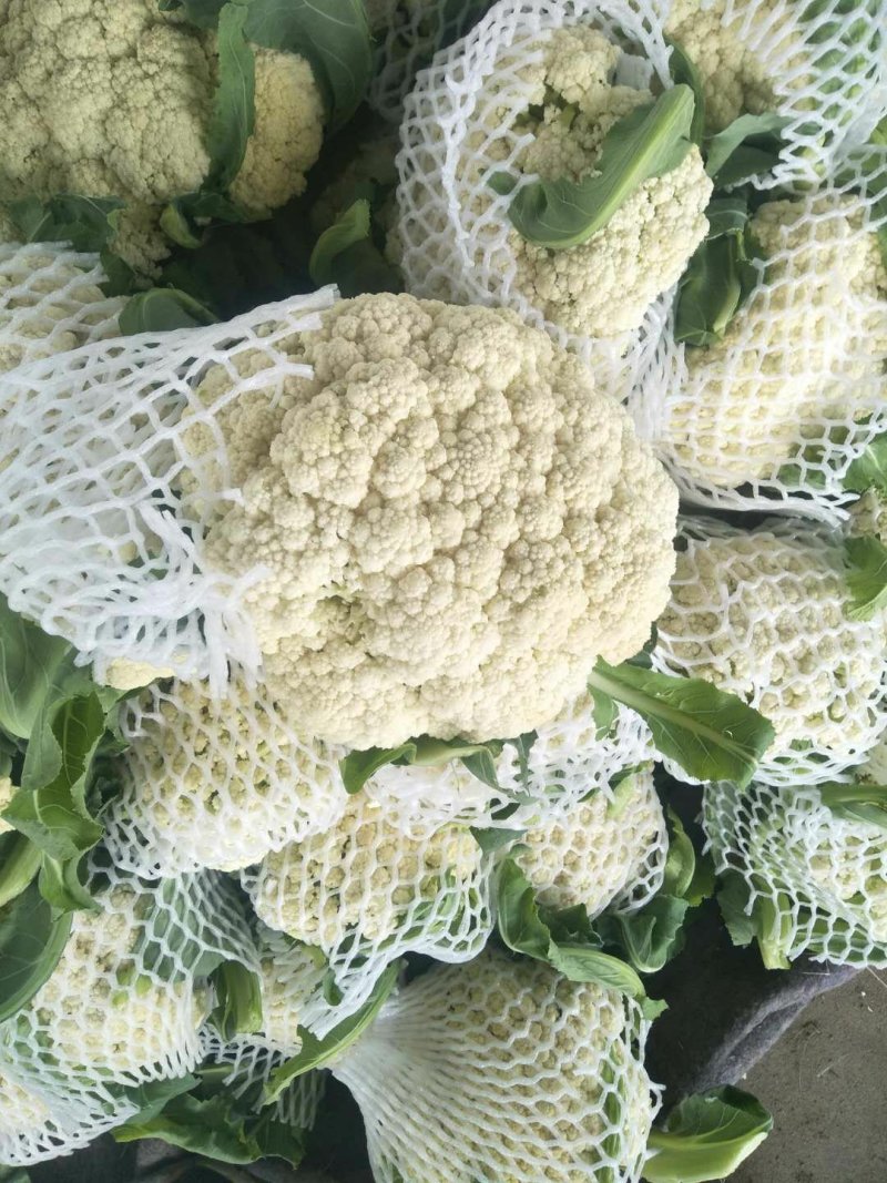 精品有机松花菜白面青梗产地直供质优价廉大量供应
