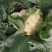 精品有机松花菜白面青梗产地直供质优价廉大量供应