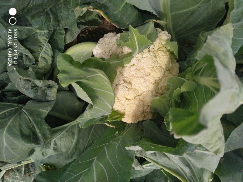 精品有机松花菜白面青梗产地直供质优价廉大量供应