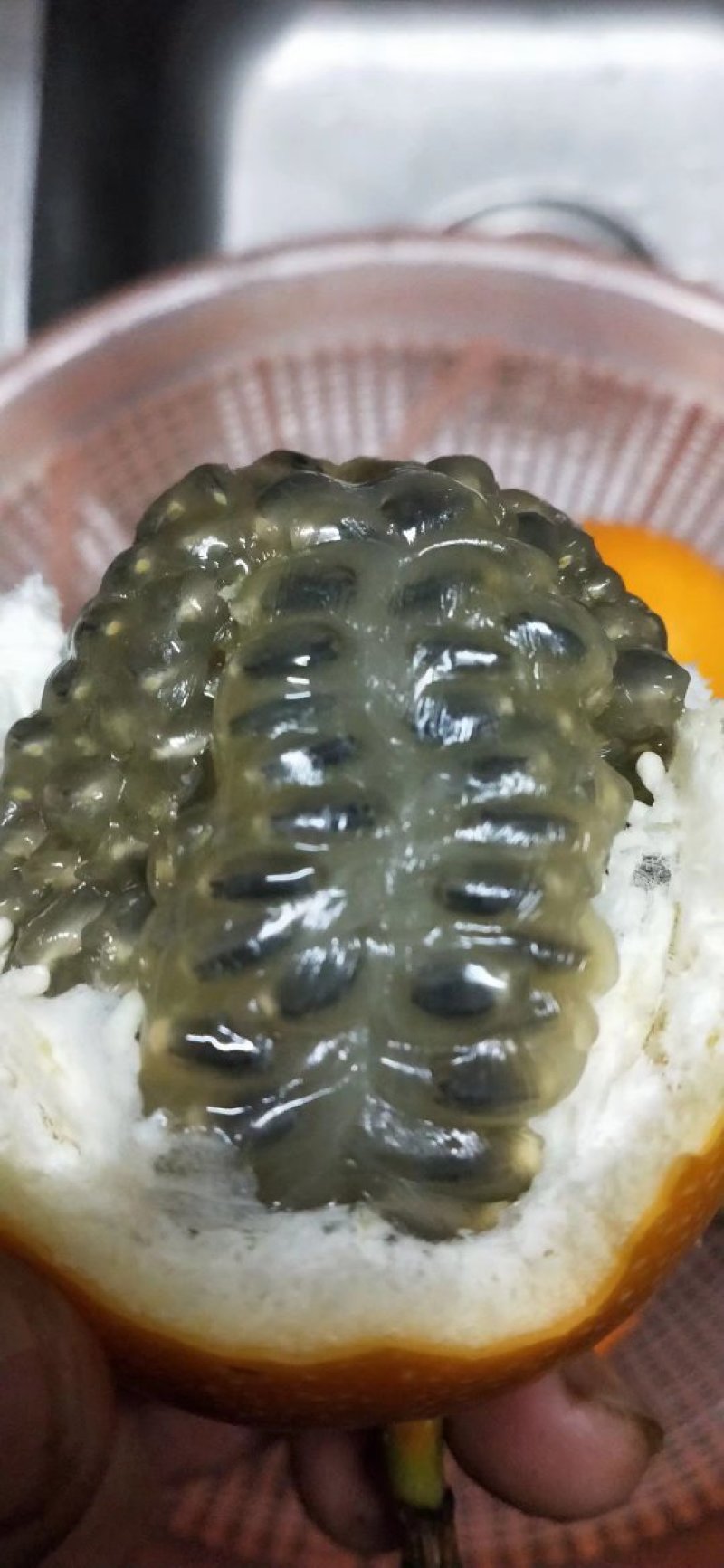 哥伦比亚热情果种苗热卖特价包邮