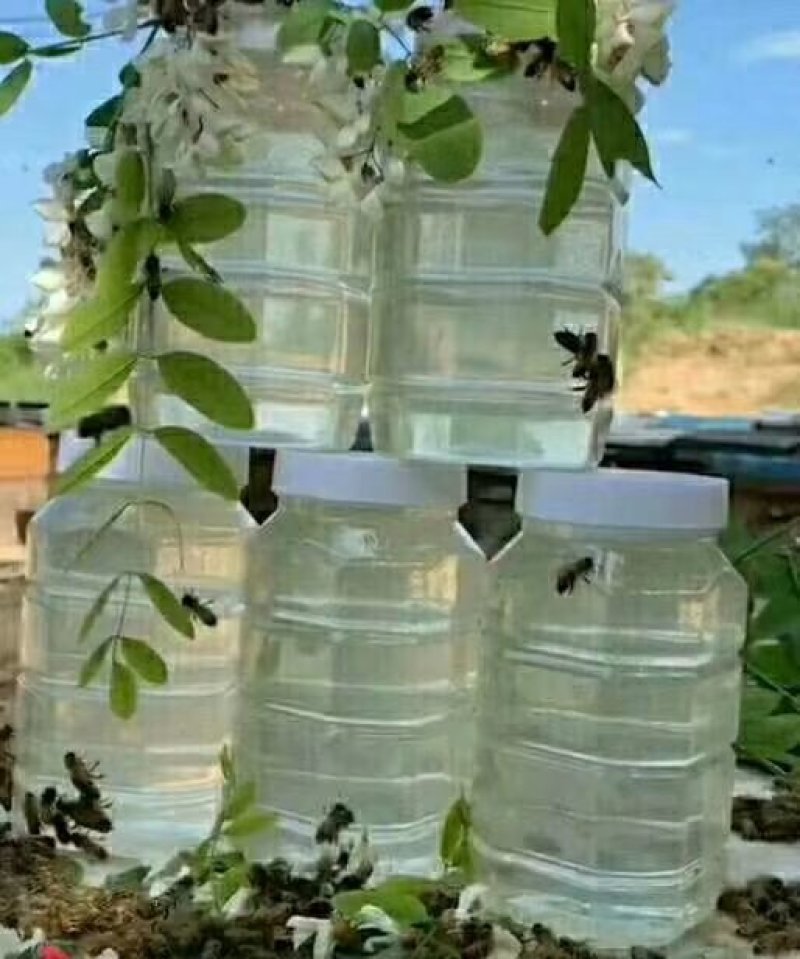 山西枣花蜜洋槐花蜂蜜农家自产纯正蜂蜜一手货源一瓶2斤包邮