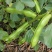 胡豆蚕豆量大从优质量第—基地货