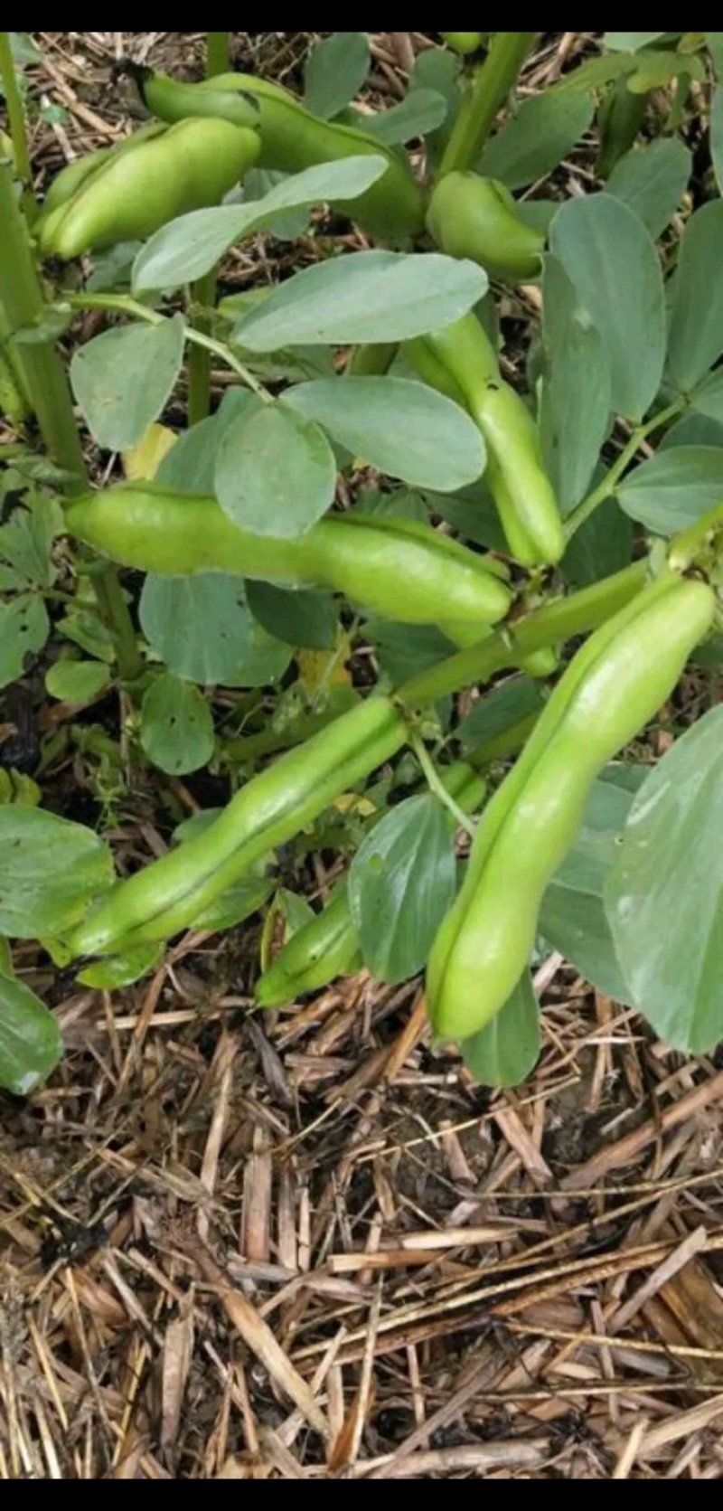 胡豆蚕豆量大从优质量第—基地货