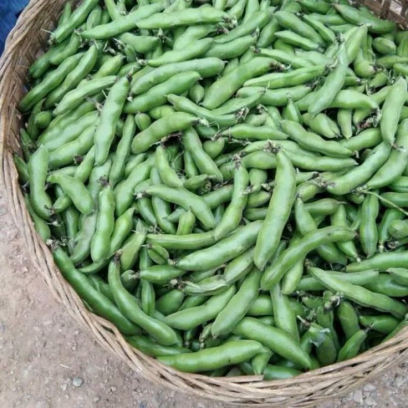 胡豆蚕豆量大从优质量第—基地货