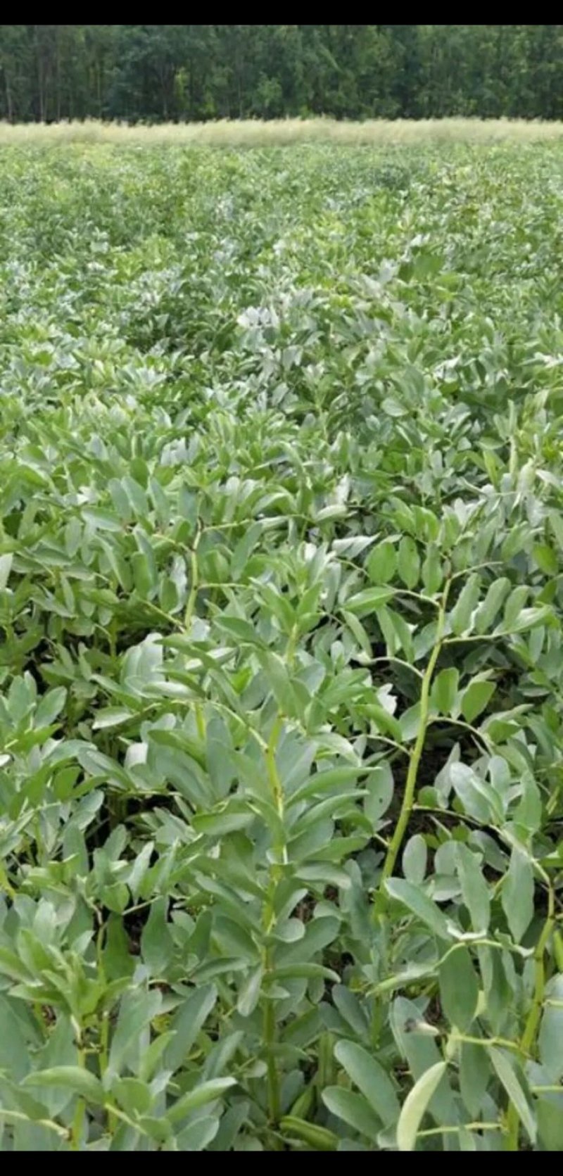 胡豆蚕豆量大从优质量第—基地货