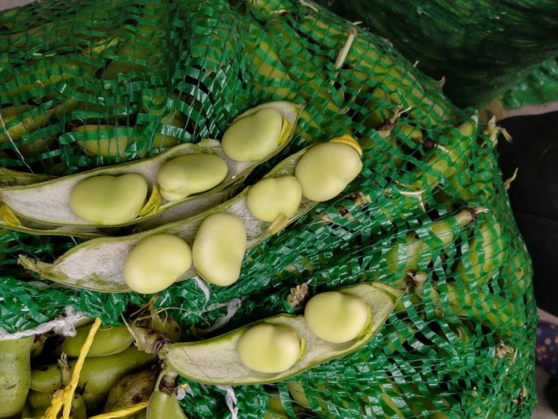 胡豆蚕豆量大从优质量第—基地货