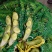 胡豆蚕豆量大从优质量第—基地货