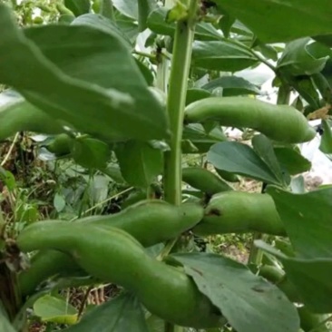 胡豆蚕豆量大从优质量第—基地货