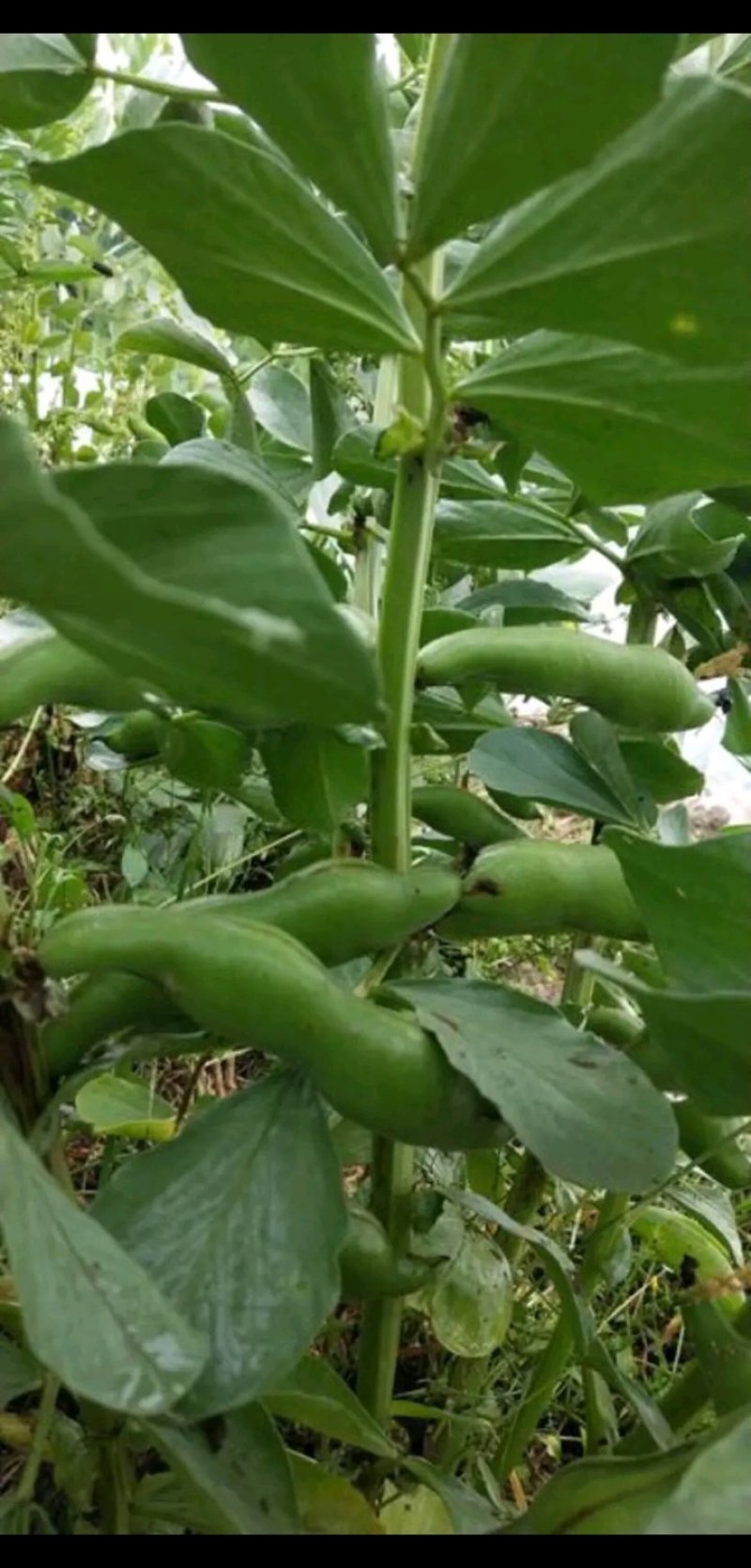 胡豆蚕豆量大从优质量第—基地货