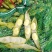胡豆蚕豆量大从优质量第—基地货