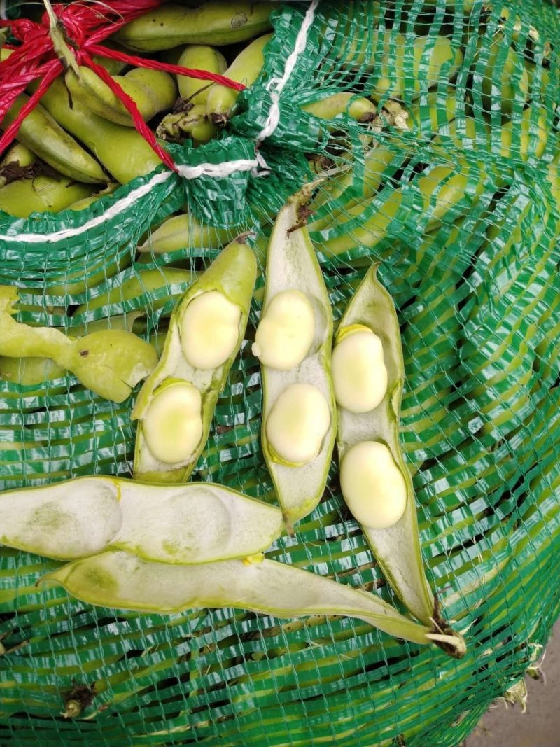 胡豆蚕豆量大从优质量第—基地货