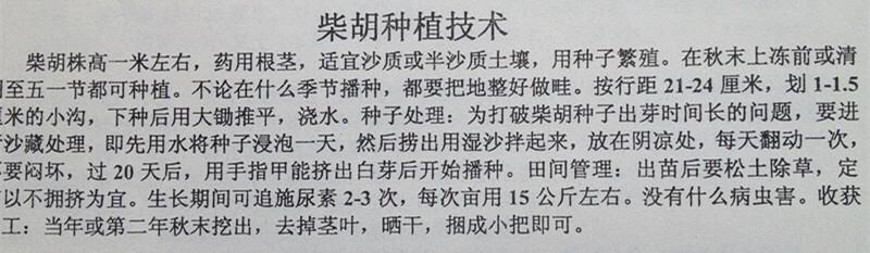 🔥柴胡种子🔥黄柴胡种子2019年新货，保证发芽率