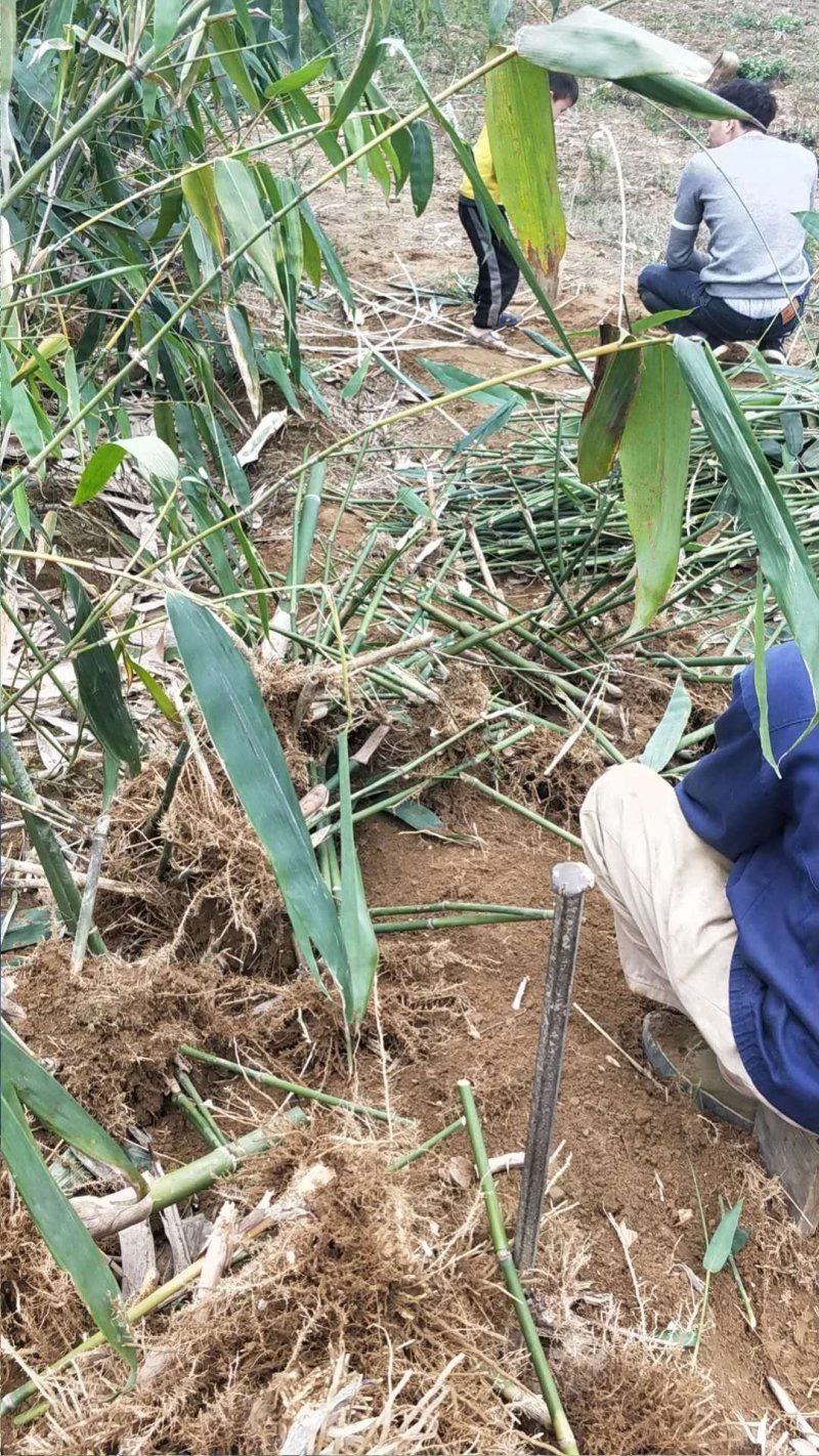 麻竹苗竹苗广东英德麻竹笋之乡麻竹笋苗麻竹种苗甜竹苗