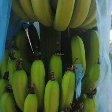 香蕉