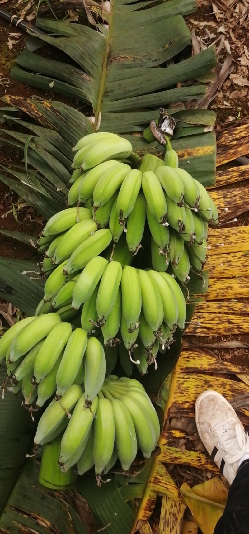 香蕉