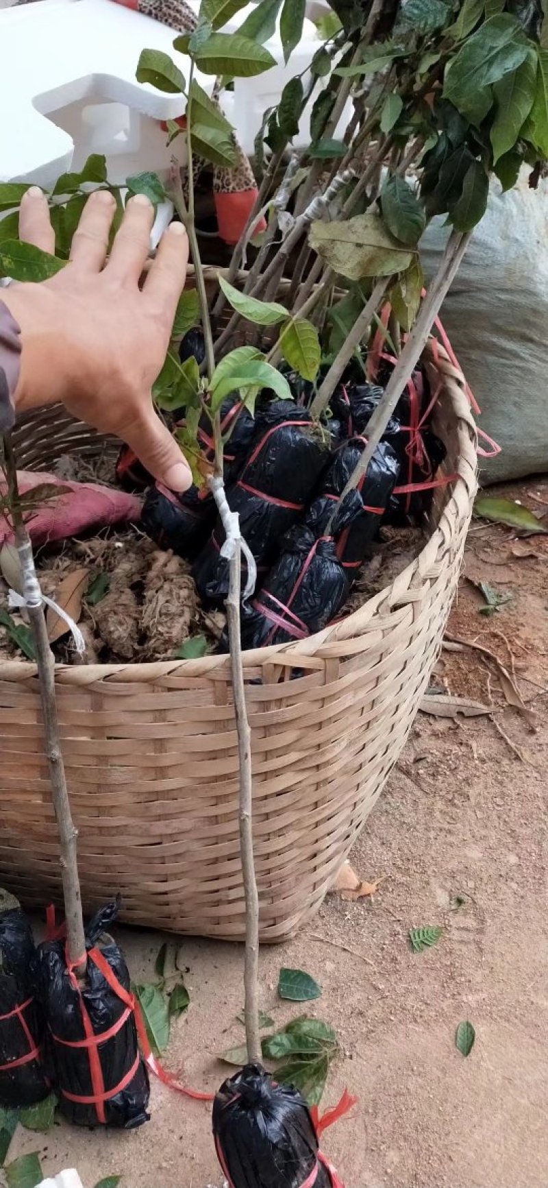 热卖特价包邮黑橄榄树苗橄榄苗2年靓苗