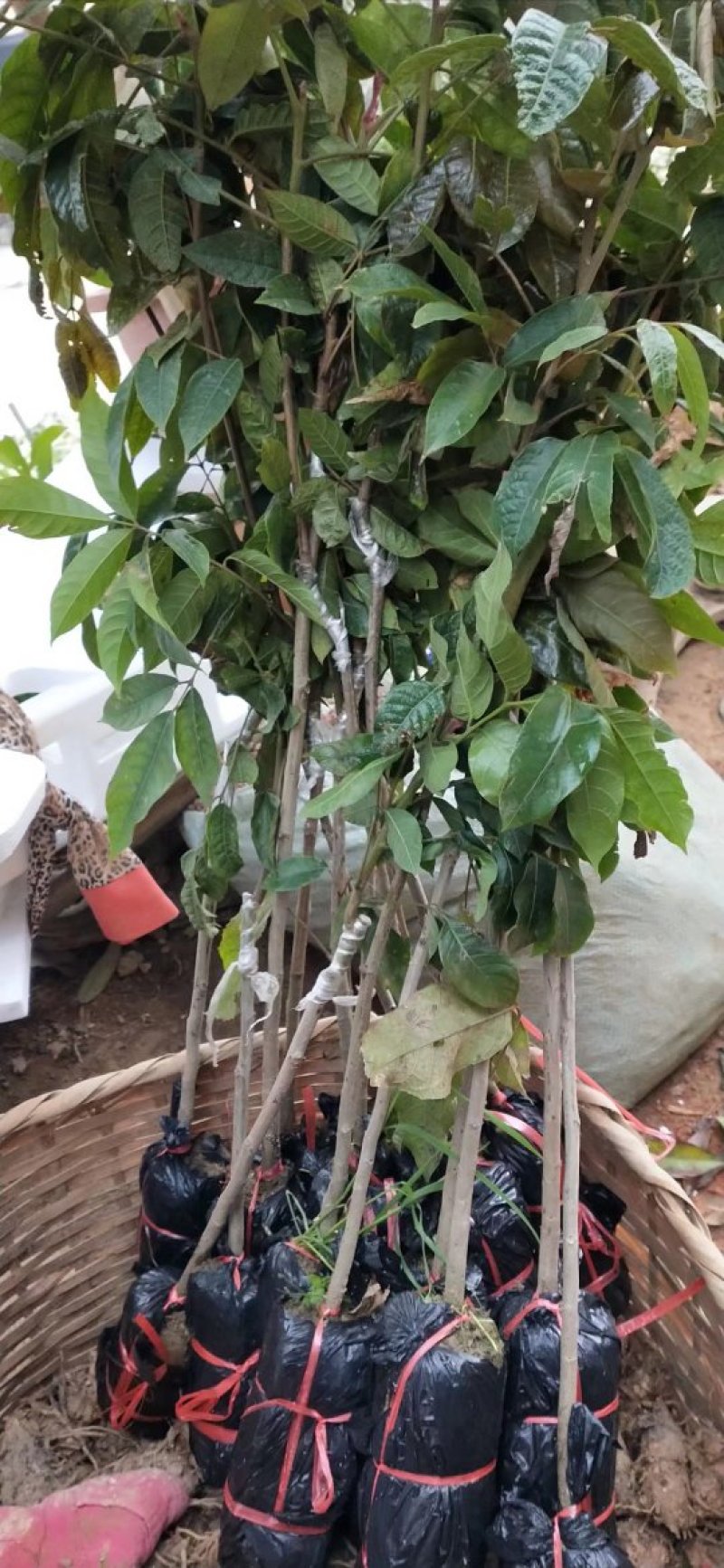 热卖特价包邮黑橄榄树苗橄榄苗2年靓苗