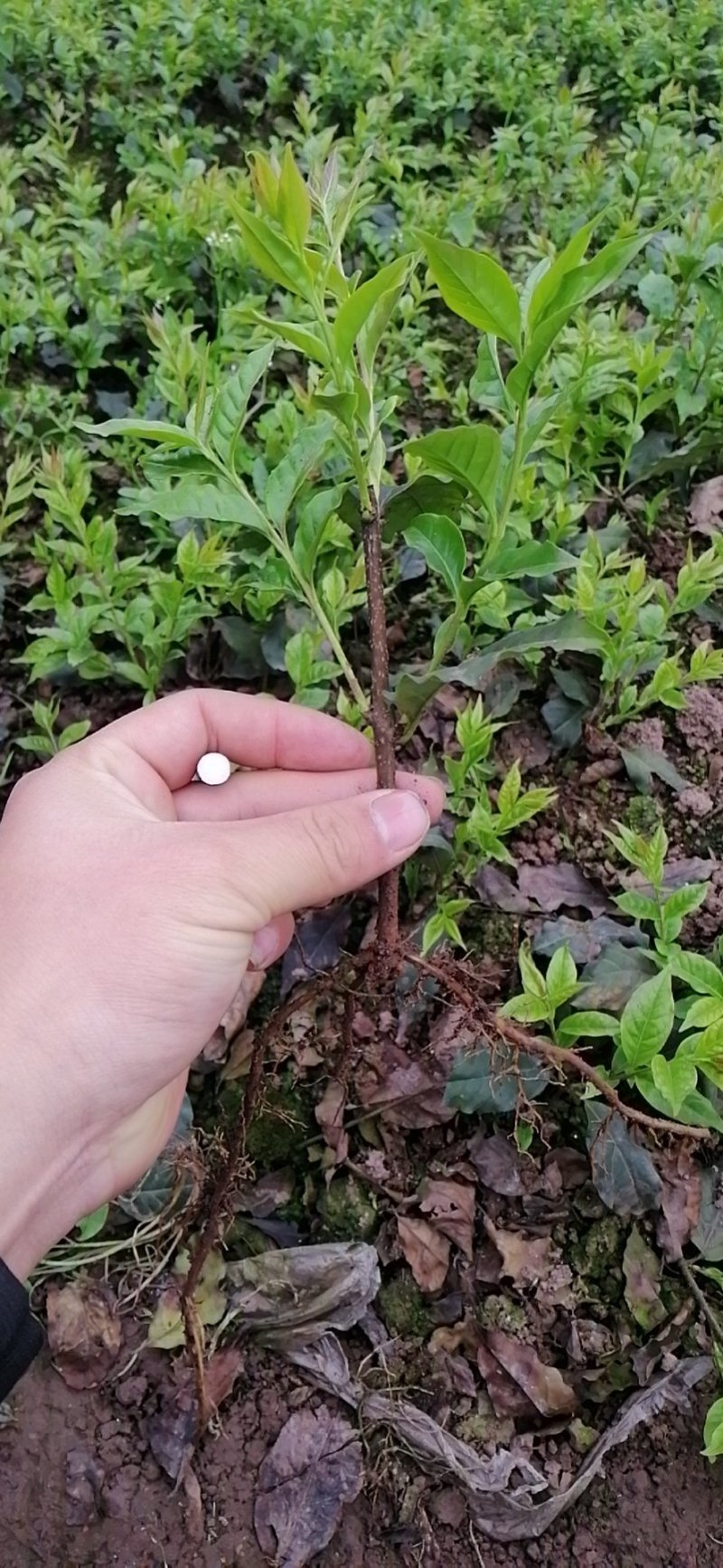 苦丁茶苗