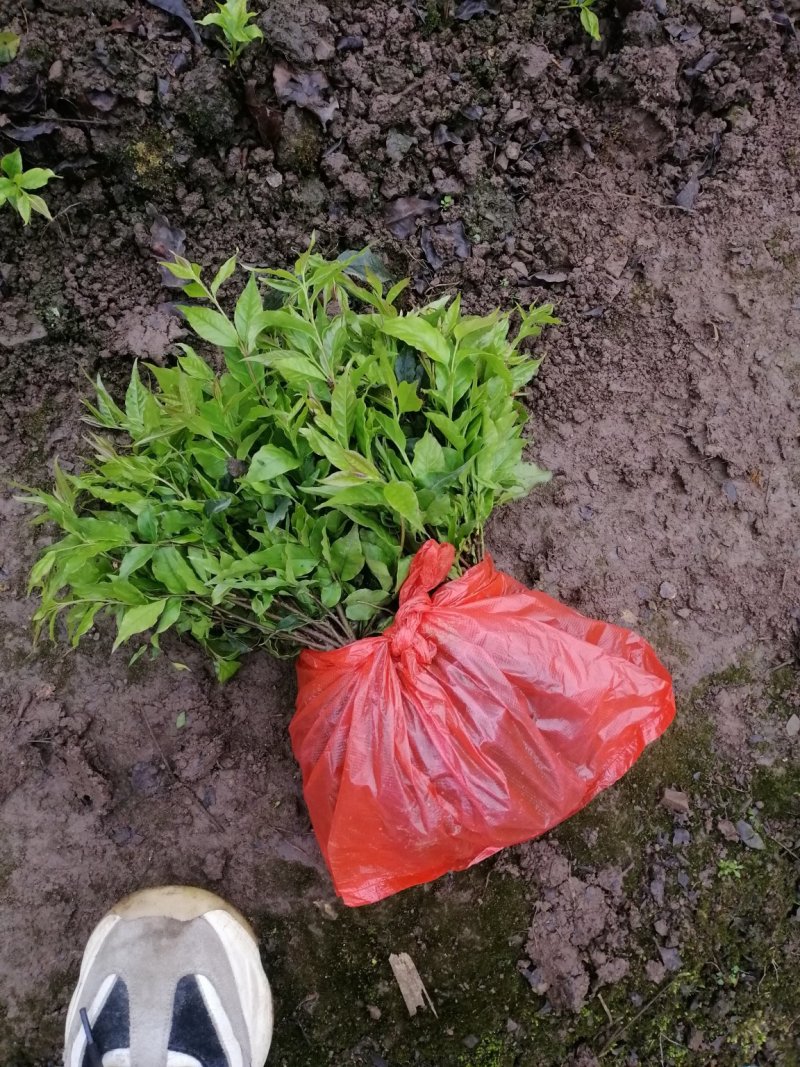 苦丁茶苗