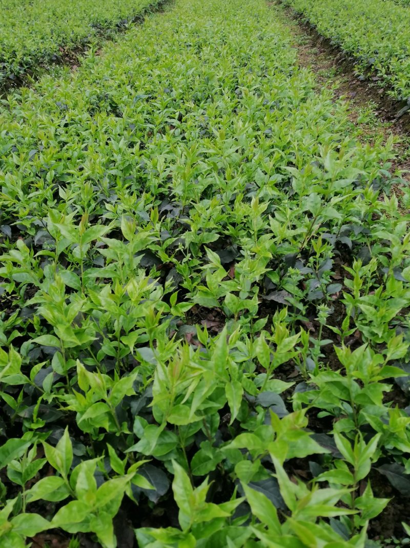 苦丁茶苗