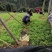 苦丁茶苗